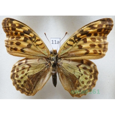 Argynnis pandora (Denis & Schiffermüller, 1775)  Bulgaria11a
